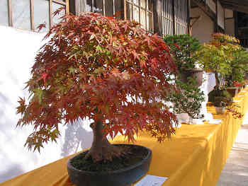 紅葉染まる夢中山幻住寺
