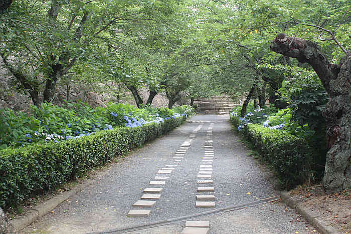 津山城のあじさい