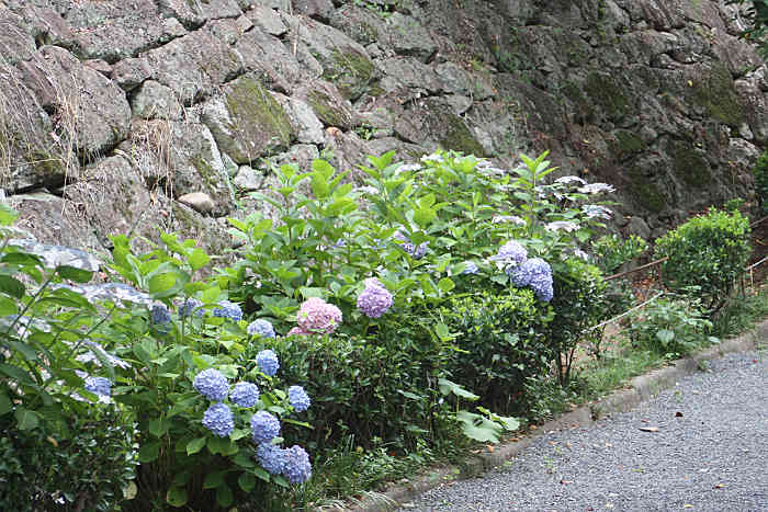 津山城のあじさい