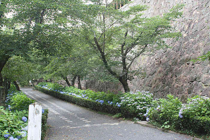 津山城のあじさい