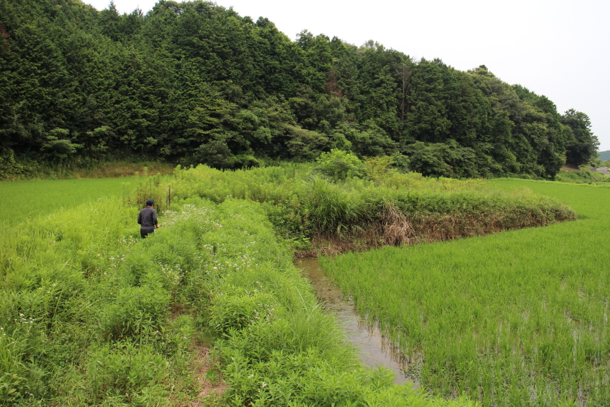 新たな放牧地視察