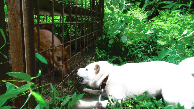 ピリカ猪との闘い